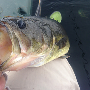 Another spinnerbait bass!