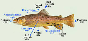 trout lateral line