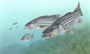Striped bass fish