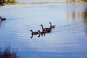 Geese at Hawkins Pond