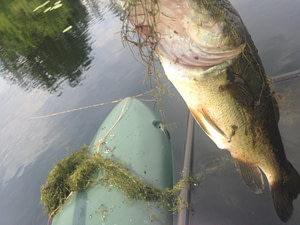 Swamp Bass revealed!