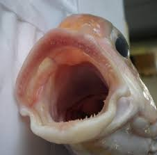 fish mouth